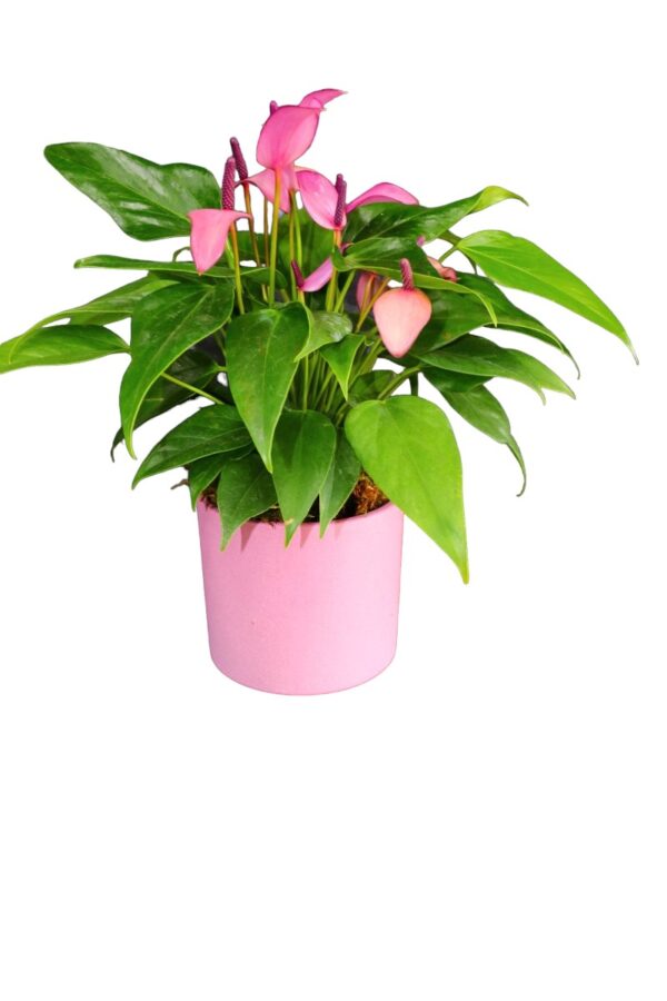 2060=Anthurium Gift (Lila/Pembe Antoryum)