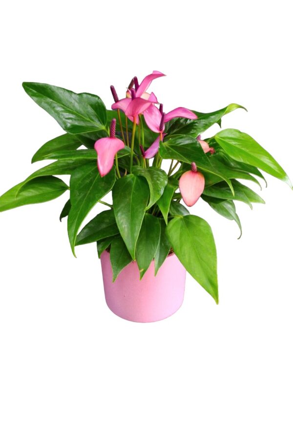 2060=Anthurium Gift (Lila/Pembe Antoryum) - Image 3