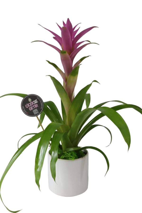 2068=Guzmania Purple (Bordo Guzmanya) - Image 2