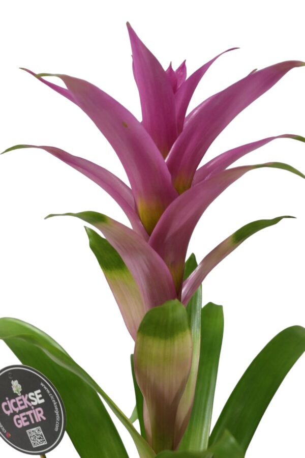 2068=Guzmania Purple (Bordo Guzmanya) - Image 3